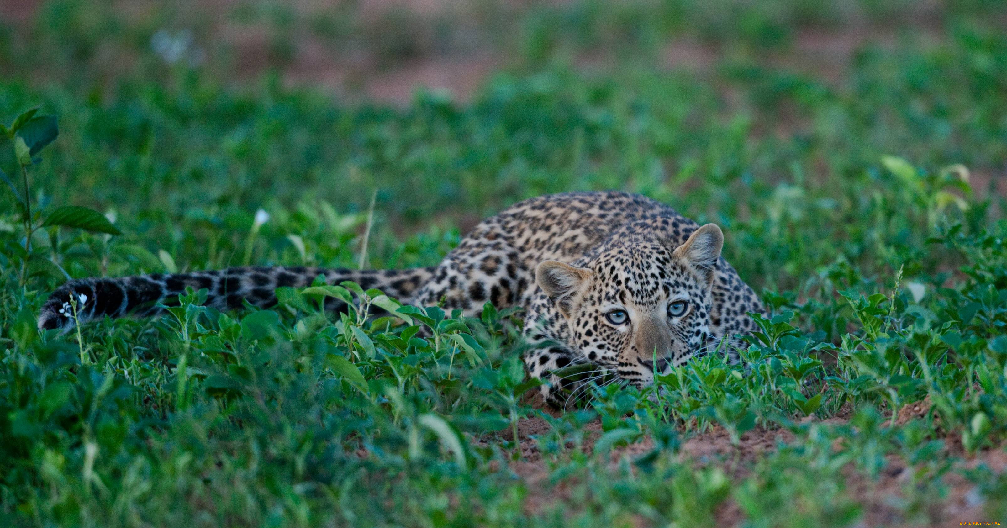 leopard, , , , , 